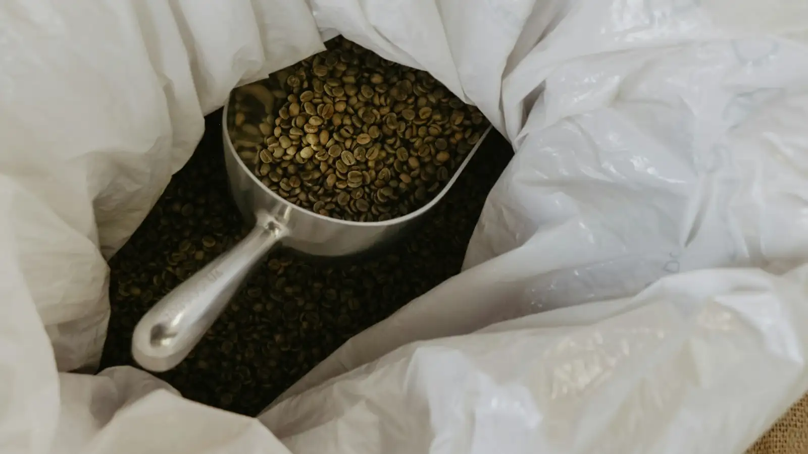 Stainless-steel scoop drawing a sample of green coffee beans from an opened sack