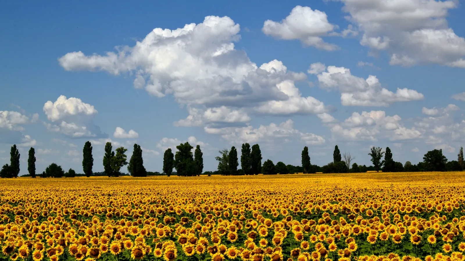 Wide field of flowering sunflowers under a blue sky with white clouds and a tree line